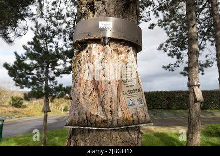 Trappola destinata a catturare Pine Processionary Moth Caterpillars (Thaumetopoea pityocampa), Bretagna, Francia Foto Stock