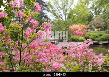 Il giardino azalea al Minnesota Landscape Arboretum a Chaska, Minnesota. Foto Stock