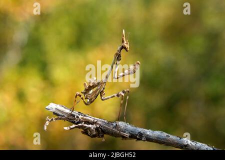 Mantis orante europeo (Mantis religiosa) Dipartimento Lozère, Francia, UE Foto Stock