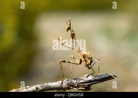 Mantis orante europeo (Mantis religiosa) Dipartimento Lozère, Francia, UE Foto Stock