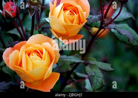 Coppia Orange 'Rosa' (Lady Emma Hamilton) David Austin Rose Flower cresciuto in un confine a RHS Garden Harlow Carr, Harrogate, Yorkshire, Inghilterra, Regno Unito. Foto Stock