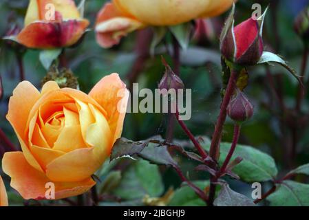 Coppia Orange 'Rosa' (Lady Emma Hamilton) David Austin Rose Flower cresciuto in un confine a RHS Garden Harlow Carr, Harrogate, Yorkshire, Inghilterra, Regno Unito. Foto Stock