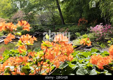 Il giardino azalea al Minnesota Landscape Arboretum a Chaska, Minnesota. Foto Stock