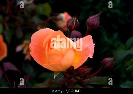 Singolo Orange 'Rosa' (Lady Emma Hamilton) David Austin Rose Flower cresciuto in un confine a RHS Garden Harlow Carr, Harrogate, Yorkshire, Inghilterra, Regno Unito. Foto Stock