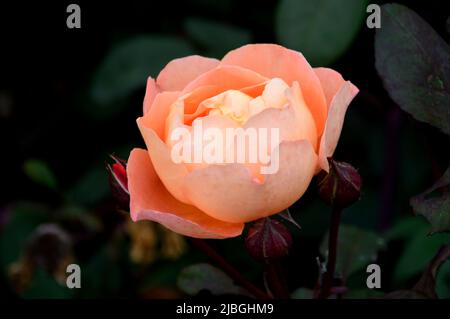 Singolo Orange 'Rosa' (Lady Emma Hamilton) David Austin Rose Flower cresciuto in un confine a RHS Garden Harlow Carr, Harrogate, Yorkshire, Inghilterra, Regno Unito. Foto Stock