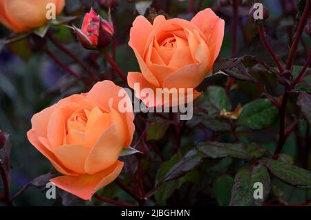 Coppia Orange 'Rosa' (Lady Emma Hamilton) David Austin Rose Flower cresciuto in un confine a RHS Garden Harlow Carr, Harrogate, Yorkshire, Inghilterra, Regno Unito. Foto Stock