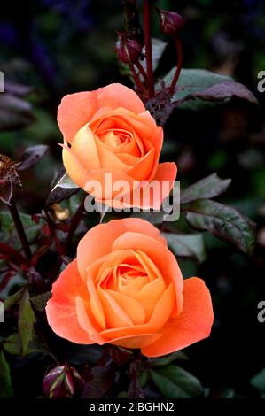 Coppia Orange 'Rosa' (Lady Emma Hamilton) David Austin Rose Flower cresciuto in un confine a RHS Garden Harlow Carr, Harrogate, Yorkshire, Inghilterra, Regno Unito. Foto Stock