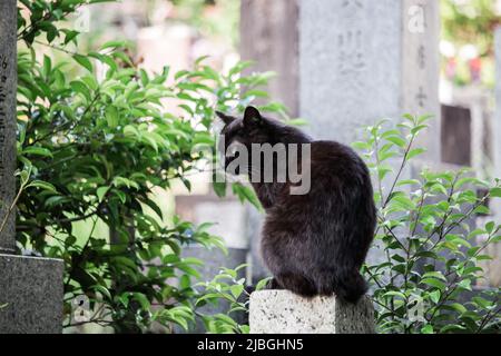 Immagine ravvicinata del gatto nero seduto sulla pietra rasata nel cimitero buddista di Aichi, Giappone. Foto Stock