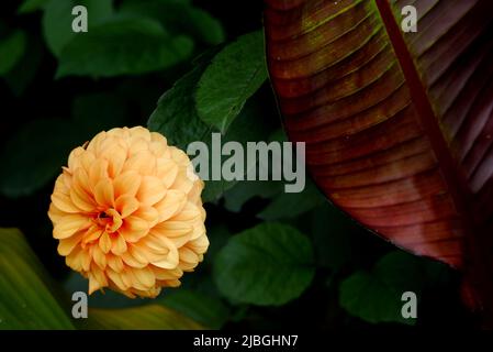 Singolo Orange Double Dahlia 'David Howard' Fiore cresciuto in un confine a RHS Garden Harlow Carr, Harrogate, Yorkshire, Inghilterra, Regno Unito. Foto Stock