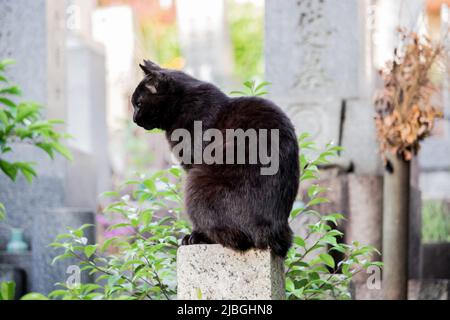 Immagine ravvicinata del gatto nero seduto sulla pietra rasata nel cimitero buddista di Aichi, Giappone. Foto Stock