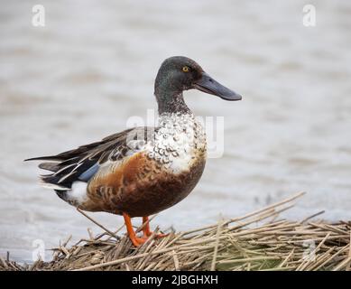 Un'anatra maschio da Shoveler settentrionale (spatola clypeata) sul suo Nest con un fondo d'acqua. Foto Stock