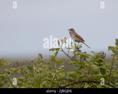 Comune whitegola o maggiore whitegola (Curruca communis) urla sopra un Bush di Bramble Foto Stock