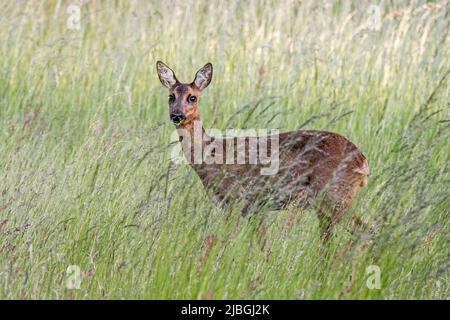 Capriolo europeo (Capreolus capreolus) femmina / femmina doe foraging in erba alta in prato / prateria in primavera Foto Stock