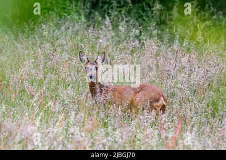 Capriolo europeo (Capreolus capreolus) femmina / femmina di cervo foraging in erba alta in prato al bordo della foresta in primavera Foto Stock
