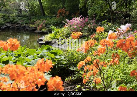 Il giardino azalea al Minnesota Landscape Arboretum a Chaska, Minnesota. Foto Stock