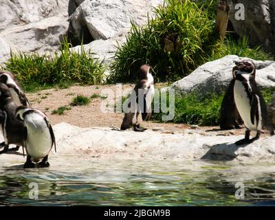 Pinguini massaggiati nelle giornate di sole in estate. Foto Stock