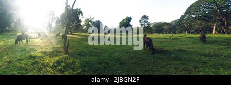 Prati pedemontani e foreste del parco (tenda gigante degli alberi - , albero di pioggia (Samanea saman, Enterolobium saman)) a nord del Plateau centrale, Sri Lanka. Cat Foto Stock