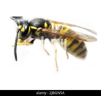 Vespe sociali Polistinae (Vespidae, molto probabilmente Vespula vulgaris) su sfondo bianco ultra macro. Europa nord-orientale Foto Stock
