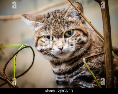 'Yuna', un gatto con le zampe nere (Felis nigripes), chiamato anche gatto con piccole macchie, è il più piccolo gatto selvatico in Africa che pesa un massimo di 6 libbre