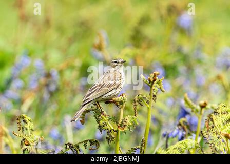 Meadow Pipit, Anthus pratensis, single adult in plumage di allevamento tra bluebells, Isole Treshnish, Scozia, Regno Unito, 30 maggio 2022 Foto Stock