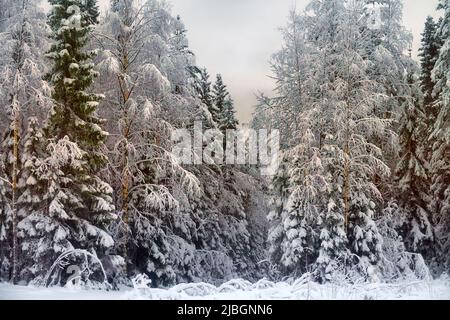 Dopo nevicate senza vento. I bellissimi grumi di neve fresca (globi di neve) sono bloccati in cespugli e la foresta assomiglia a una meravigliosa fiaba - decorazioni del Th Foto Stock