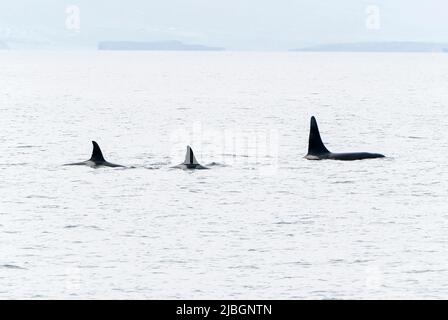 Orca o Killer Whale, Orcinus orca, pod nuoto in mare al largo di Lochmaddy, Scozia, Regno Unito, 28 maggio 2022 Foto Stock