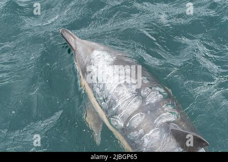 Delphinus delphis, Delphinus delphis, nuoto in mare al largo di Skye, Scozia, Regno Unito, 29 maggio 2022 Foto Stock