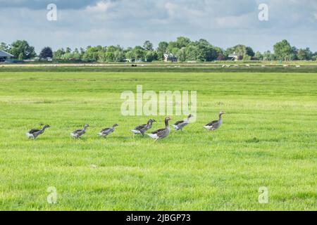 Primo piano su vigilante in goosebumps famiglia a piedi veloce Graylag Goose, Anser anser, con pulcini tra di loro attraverso un succosa prati verdi con erba lunga Foto Stock