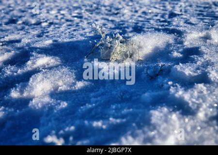 Tundra invernale, la prima neve (whiteout). Le foglie di corvo e lichen sporgono da sotto la neve. Foto Stock