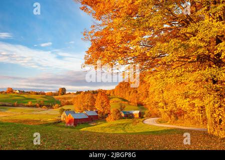 Arancio e giallo alberi di acero all'alba su Jenne Agriturismo vicino a Woodstock, Vermont, USA Foto Stock