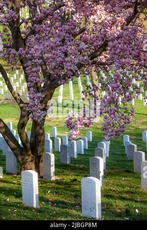 la magnolia rosa fiorisce sulle pietre di testa del cimitero nazionale di Arlington, Arlington, Virginia, USA Foto Stock