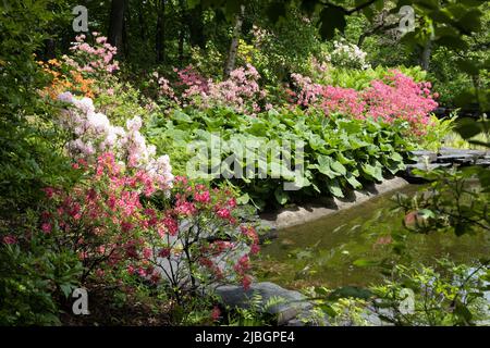 Il giardino azalea al Minnesota Landscape Arboretum a Chaska, Minnesota. Foto Stock