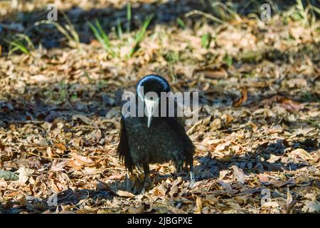 Rook (Corvus frugilegus ) alimentazione su prato. Gli uccelli invernali nei sobborghi e si sono adattati a vivere a spese dell'uomo. Potete vedere come l'uccello ha trovato e swallowe Foto Stock