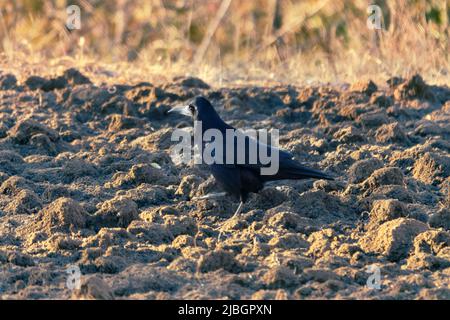 Rooks mangiano i lombrichi sul prato. L'uccello guida con forza il becco nel terreno. Come fa un rook notare un worm burrow in campo arato Foto Stock