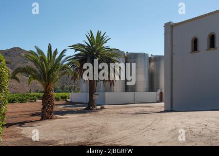 Robertson, Capo Occidentale, Sudafrica. 2022. Palma, viti e acciaio inossidabile, vasche di fermentazione in un'azienda vinicola sulla strada del vino Robertson. Foto Stock