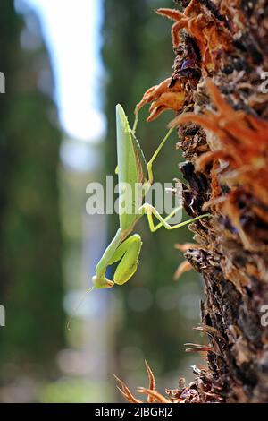 Mantide verde (Mantide in preghiera) isolato sulla corteccia marrone di un albero con un sfondo verde naturale Foto Stock