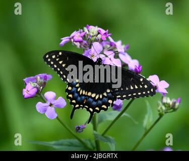 Una farfalla di coda di rondine nera, Papilio polyxenes, impollinando dama's Rocket, Hesperis matronalis, fiori in un giardino Foto Stock