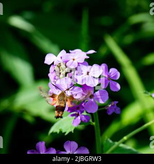 Un hummingbird che chiarisce la falena, hemaris thymbe, impollinating Dame's Rocket flowers, Hesperis matronalis, in un giardino Foto Stock