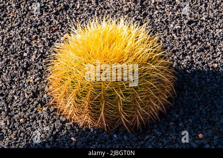 Golden Barrel Cactus (Echinocactus grusonii) in primavera, paesaggio vulcanico, vicino Puerto Calero, Lanzarote, Spagna Foto Stock