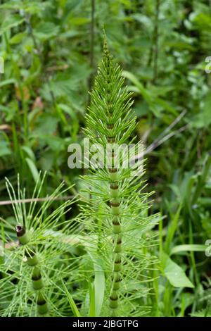 Hippuris vulgaris, coda di mare Foto Stock