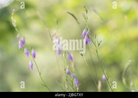 campana fiori rapunculus fioritura in un campo con sfondo non focalizzato Foto Stock