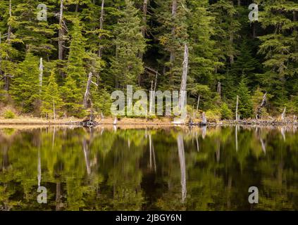 Riflesso della foresta pluviale temperata sullo stagno in Alaska sud-centrale. Foto Stock