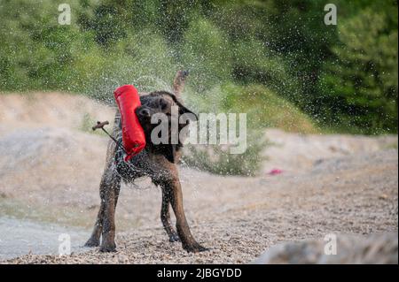 Bagnare il cane pastore belga malinois tenendo un giocattolo in bocca scuotendo e spruzzando l'acqua in piedi accanto al lago. Foto Stock