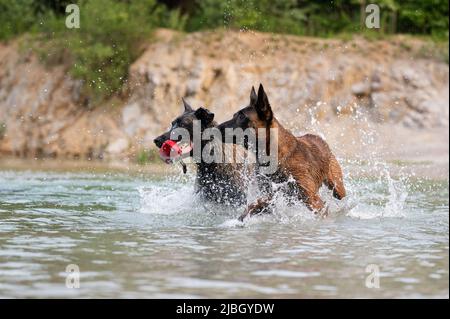 Due cani pastorelli belgi malinois che giocano in acqua. Foto Stock