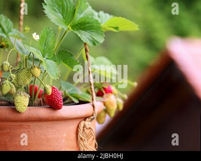 fragole in pentola di terracotta appesa al balcone, frutta che cresce sul balcone con poco spazio, da vicino Foto Stock