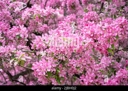 Primavera sbocciano i fiori, apple bloom, sakura fiori close-up, sfondo naturale Foto Stock