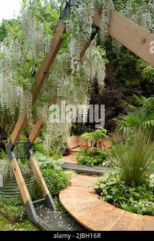 Wisteria floribunda che cresce su moderni archi in legno e un percorso curvo in legno che conduce ad un letto da giorno circondato da lussureggianti piantagioni nel Kingston Maurward Foto Stock