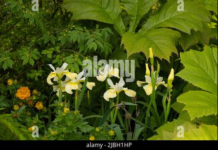 Iris sibirica ‘burro e zucchero’ nel Medite Smartply Garden progettato da Sarah Eberle Foto Stock