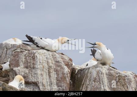 Gannets (Morus fagannanus) che scheggia nella colonia affollata sulle scogliere di Great Saltee Island al largo della costa dell'Irlanda. Foto Stock