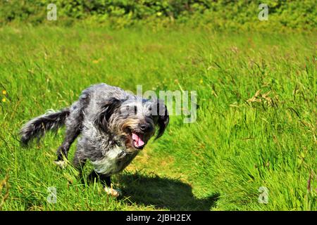 Cane grigio aggy che corre gioiosamente con la lingua fuori in verde prato aperto in una giornata estiva soleggiata - Power of Pets Foto Stock